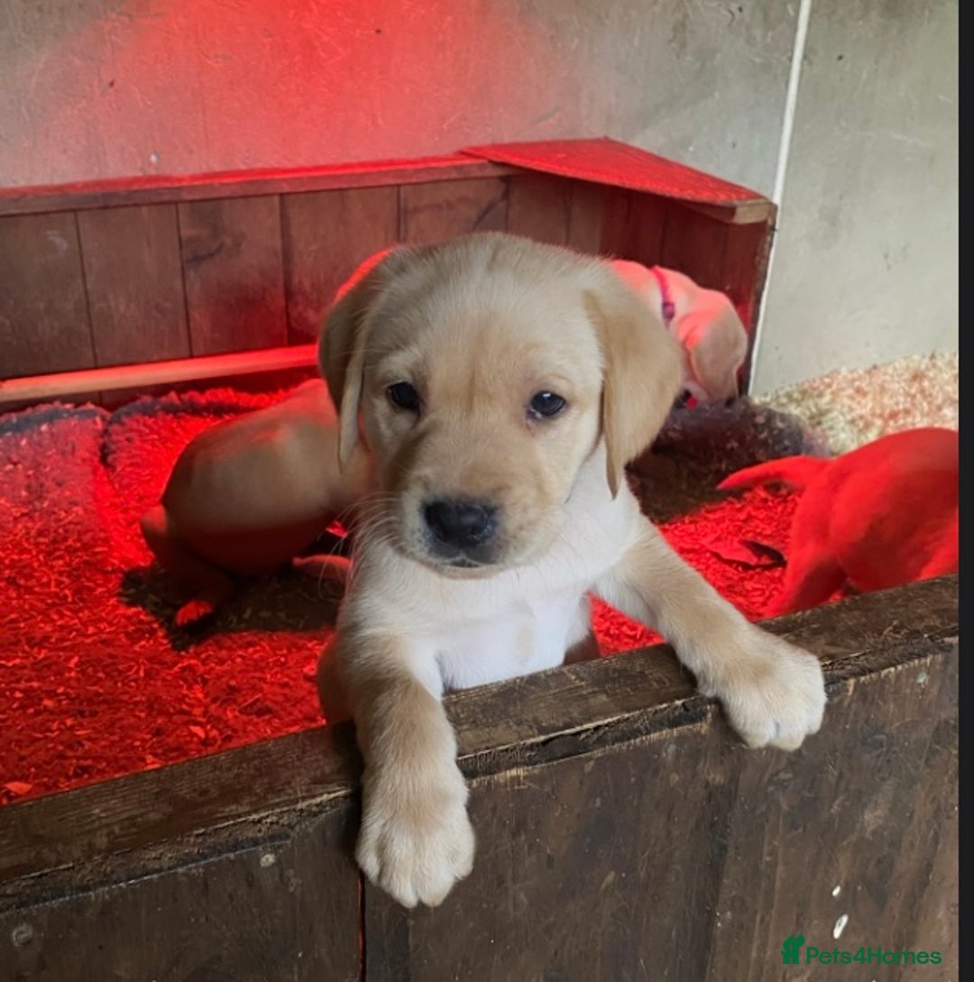 Labrador Retriever dogs for sale: Gorgeous Labrador puppies for sale - Image 20