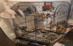 Conures birds for sale: Young hen conure plus v large cage   - Image 3