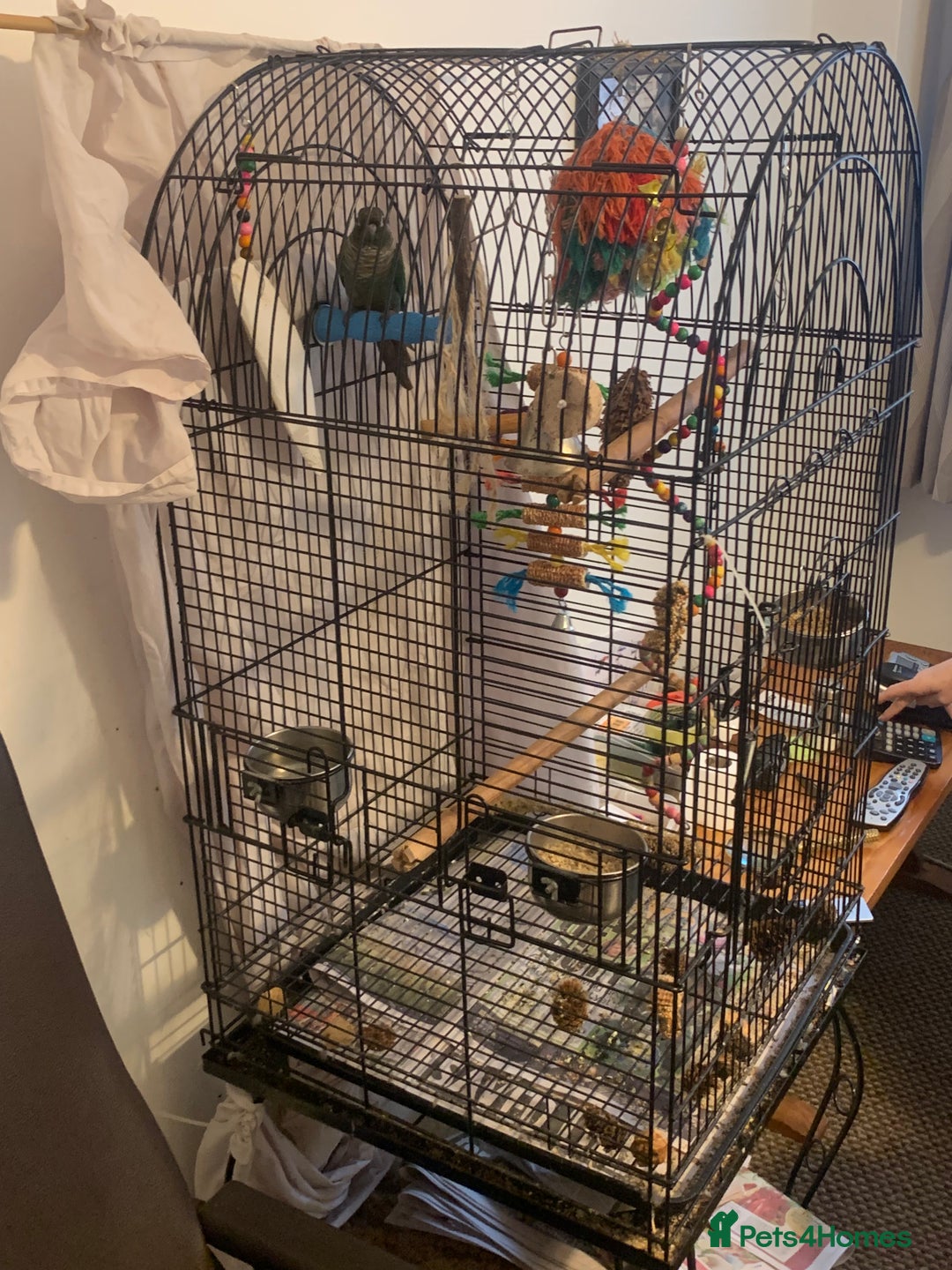Conures birds for sale: Young hen conure plus v large cage   - Image 3