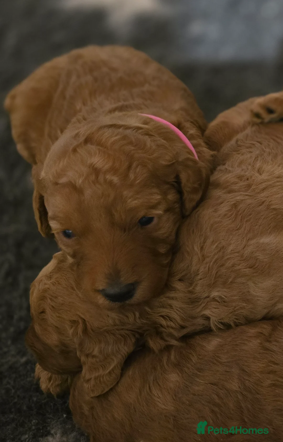 Labradoodle dogs for sale: Rare deep red labradoodles, absolutely stunning 😍 - Advert 2