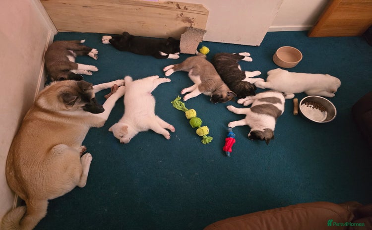 Akita dogs - Advert 7