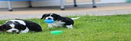 Cavachon dogs for sale: Beautiful Cavachon puppies for sale - Advert 34