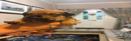 Mixed Breed dogs for sale: Rotty Lurcher  - Advert 8