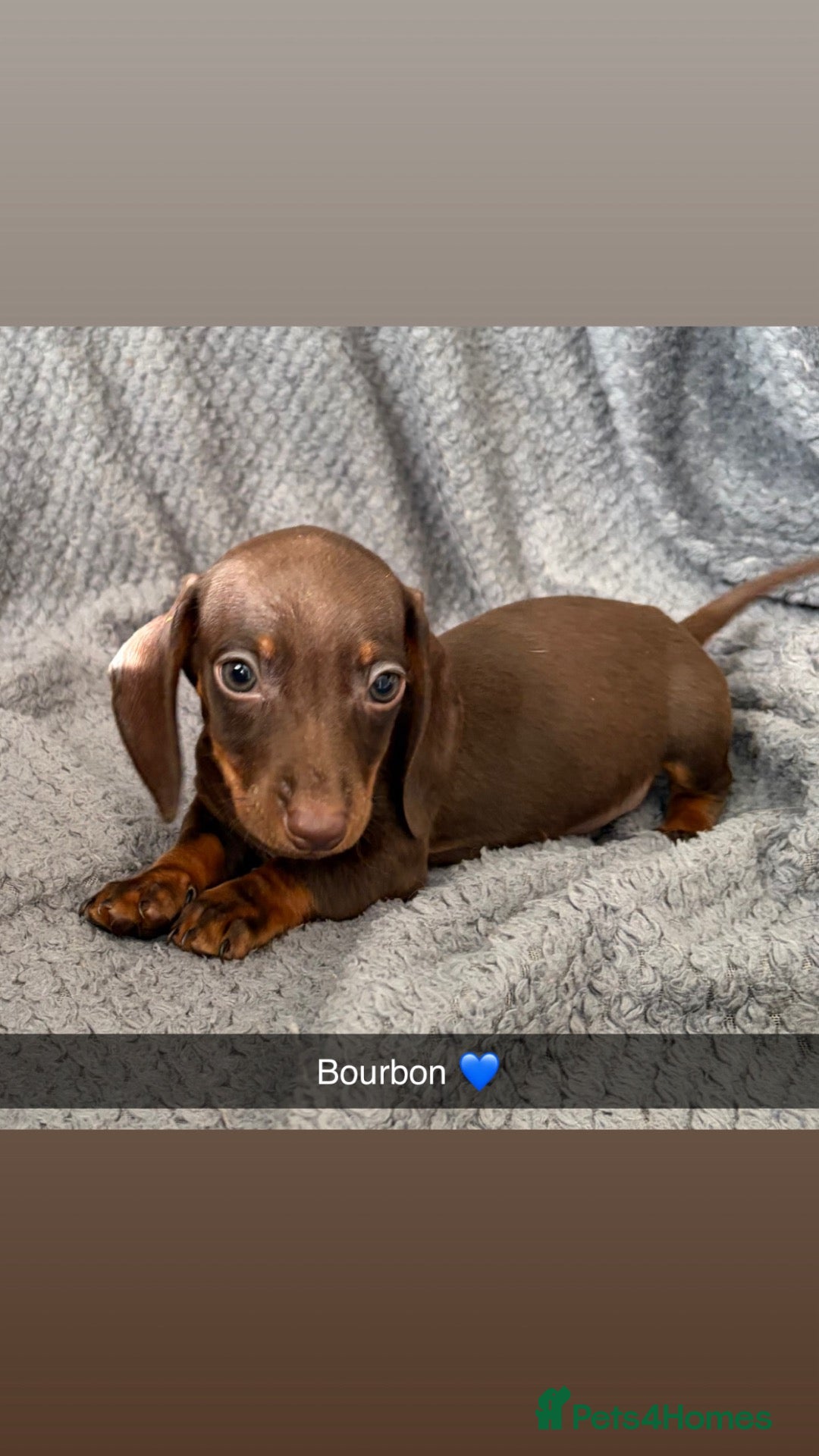 Miniature Dachshund dogs 🐾 KC Registered Miniature Dachshund Puppies 🐾 - Advert 3