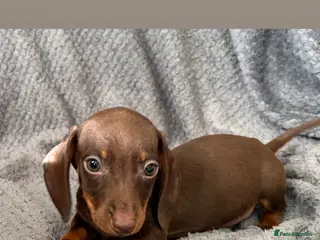 Miniature Dachshund dogs 🐾 KC Registered Miniature Dachshund Puppies 🐾 - Advert 3