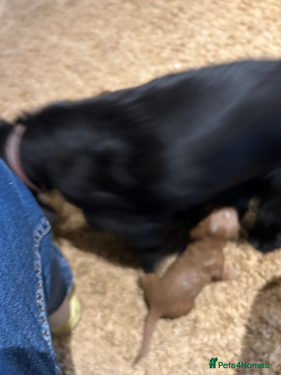 Cockapoo dogs for sale: Cockapoos puppies  - Image 12