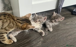 Ragdoll cats for sale: Ragdoll cross tabby kittens  - Advert 3