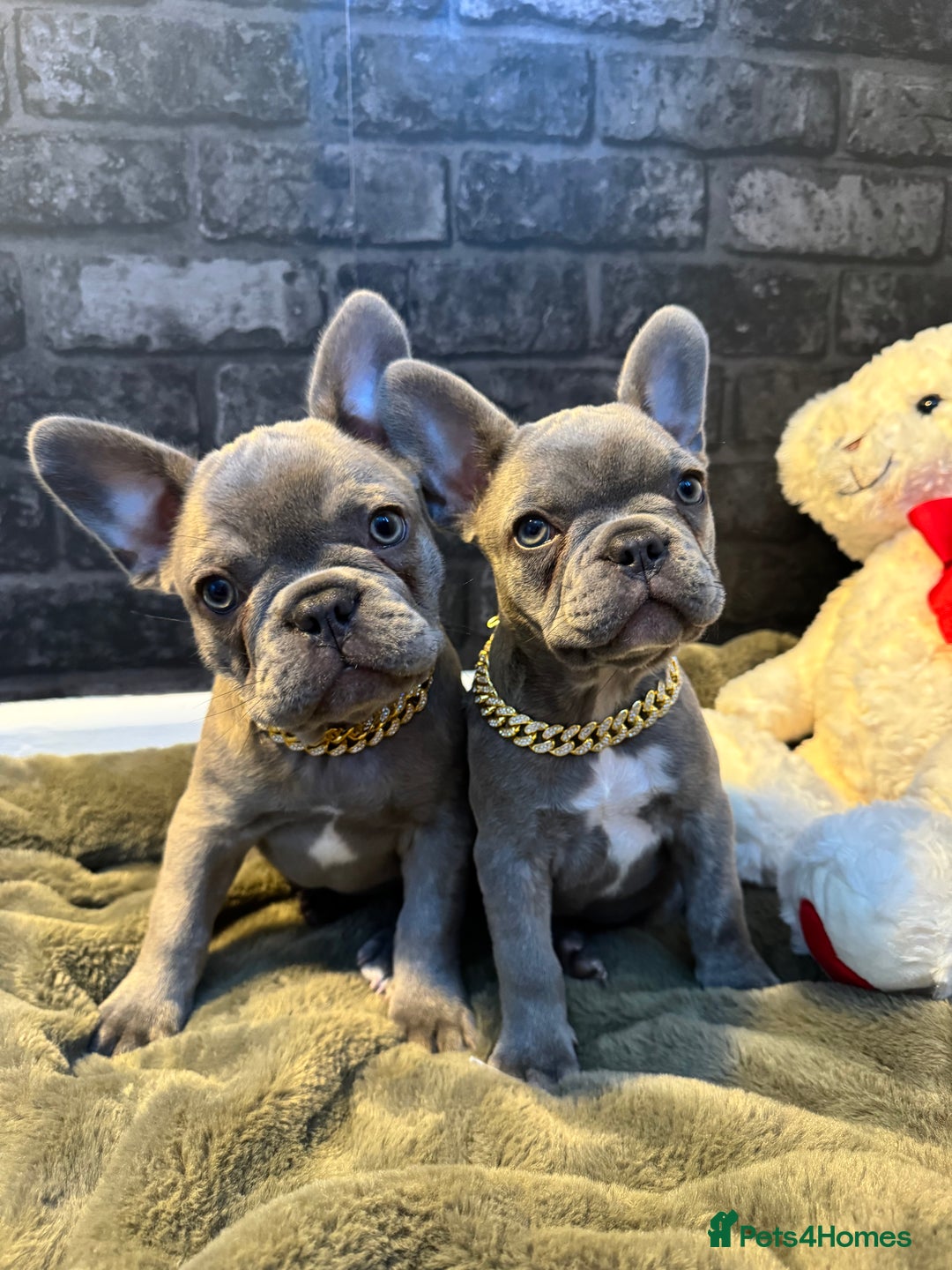 Grey Frenchie Puppy For Sale Blue French Bulldog Buy Sales