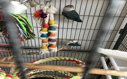 Lovebirds birds for sale: Lovebirds  - Image 2
