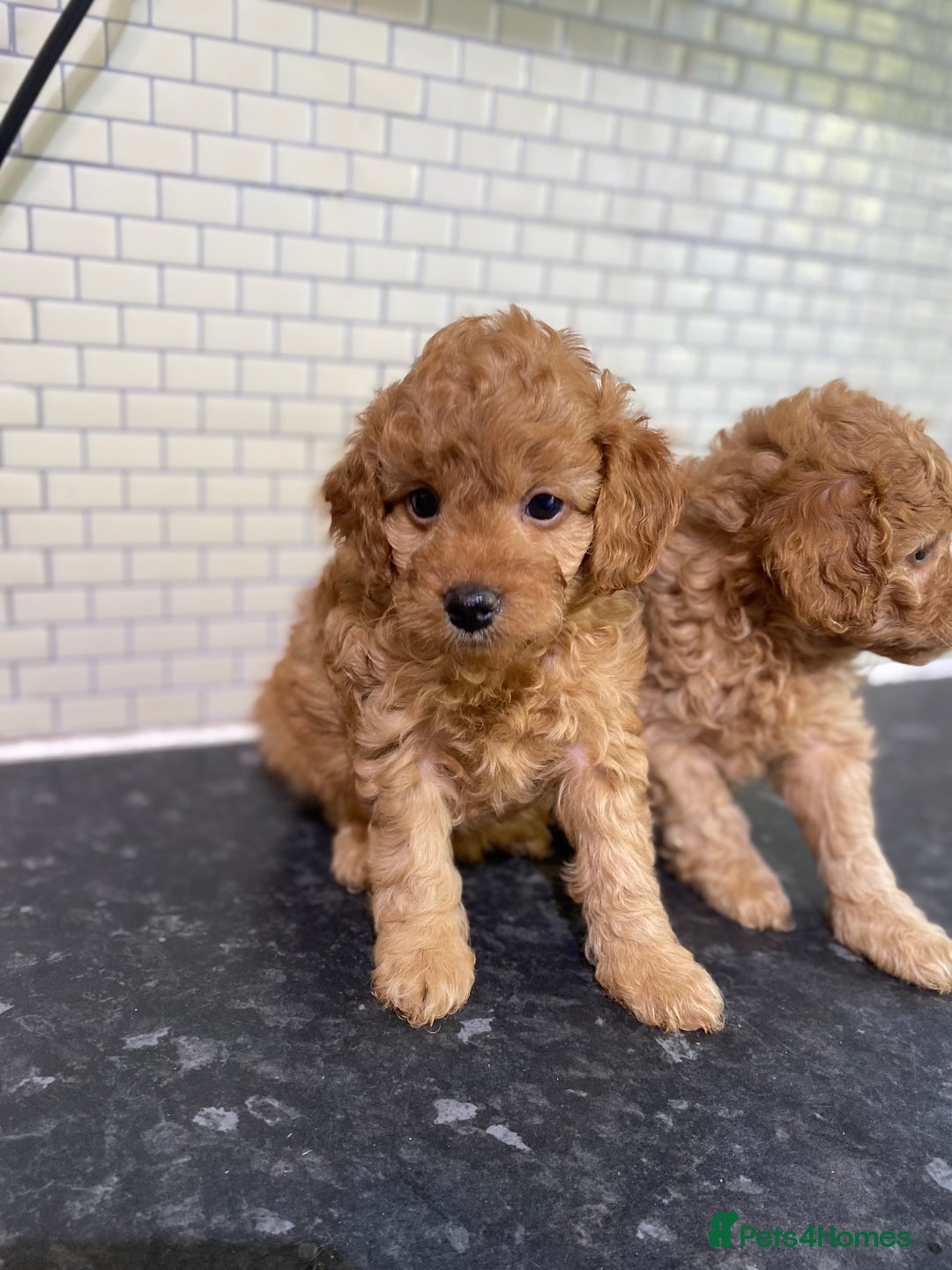 Toy Poodle dogs for sale: Toy Poodle Pups 5 🌟 Council License  - Image 14