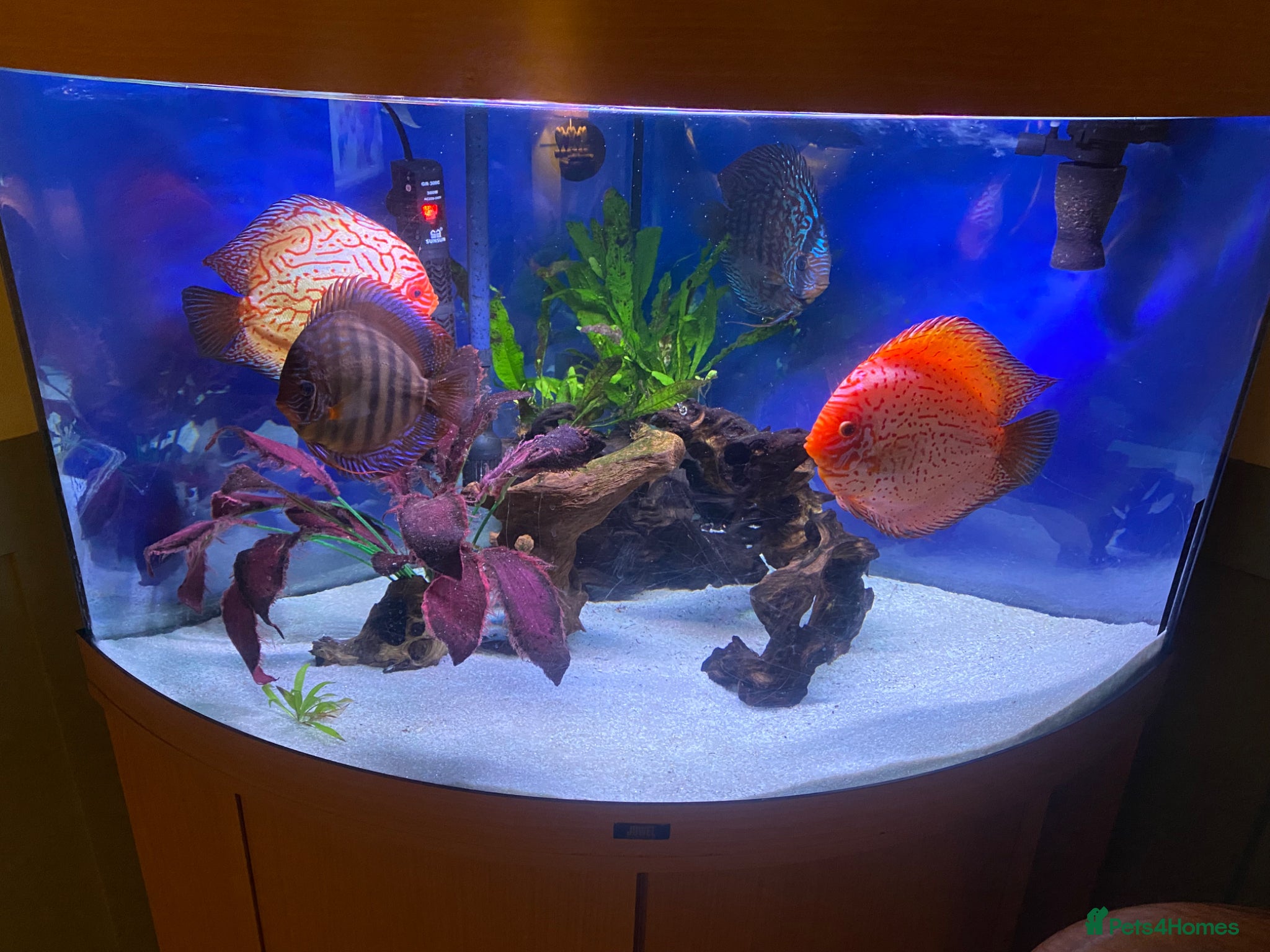 Discus fish Stances discuss  - Advert 3