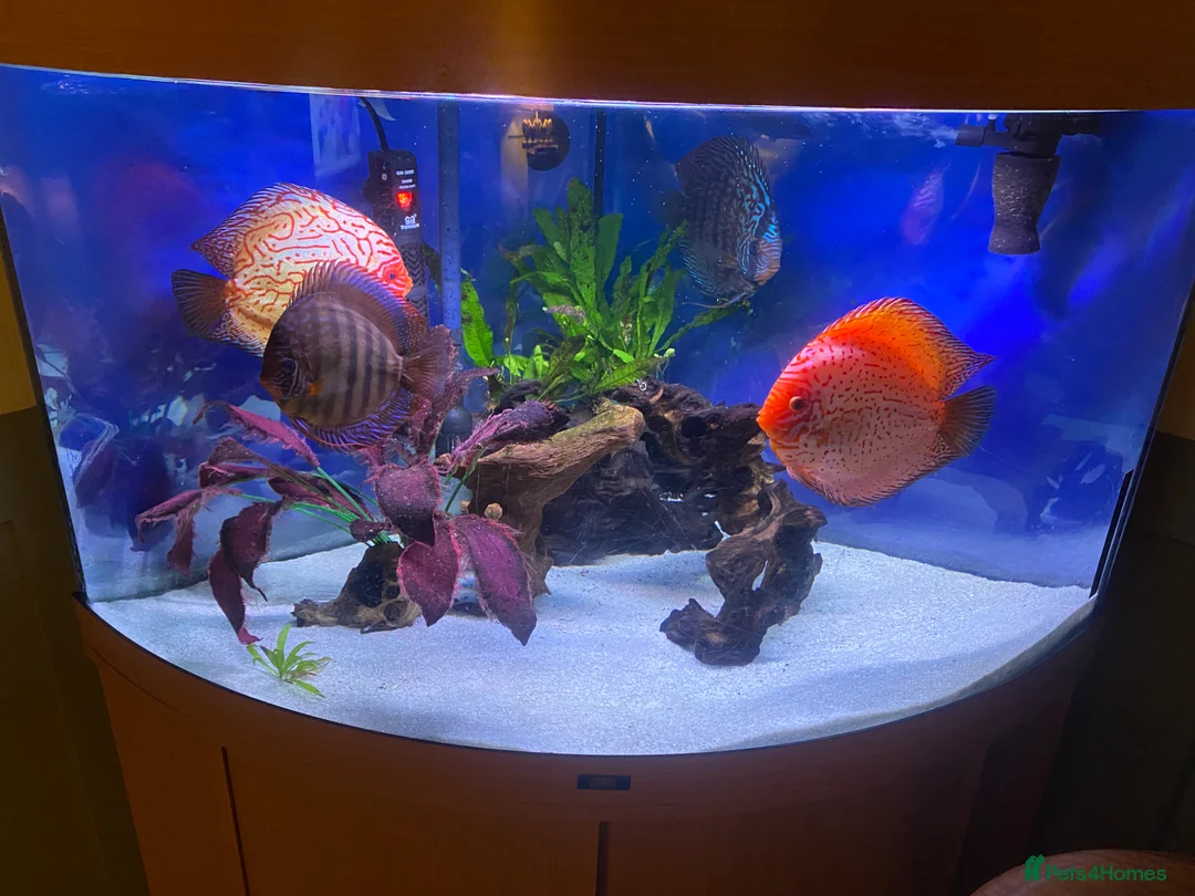 Discus fish for sale: Stances discuss  in Chipping Campden - Advert 1