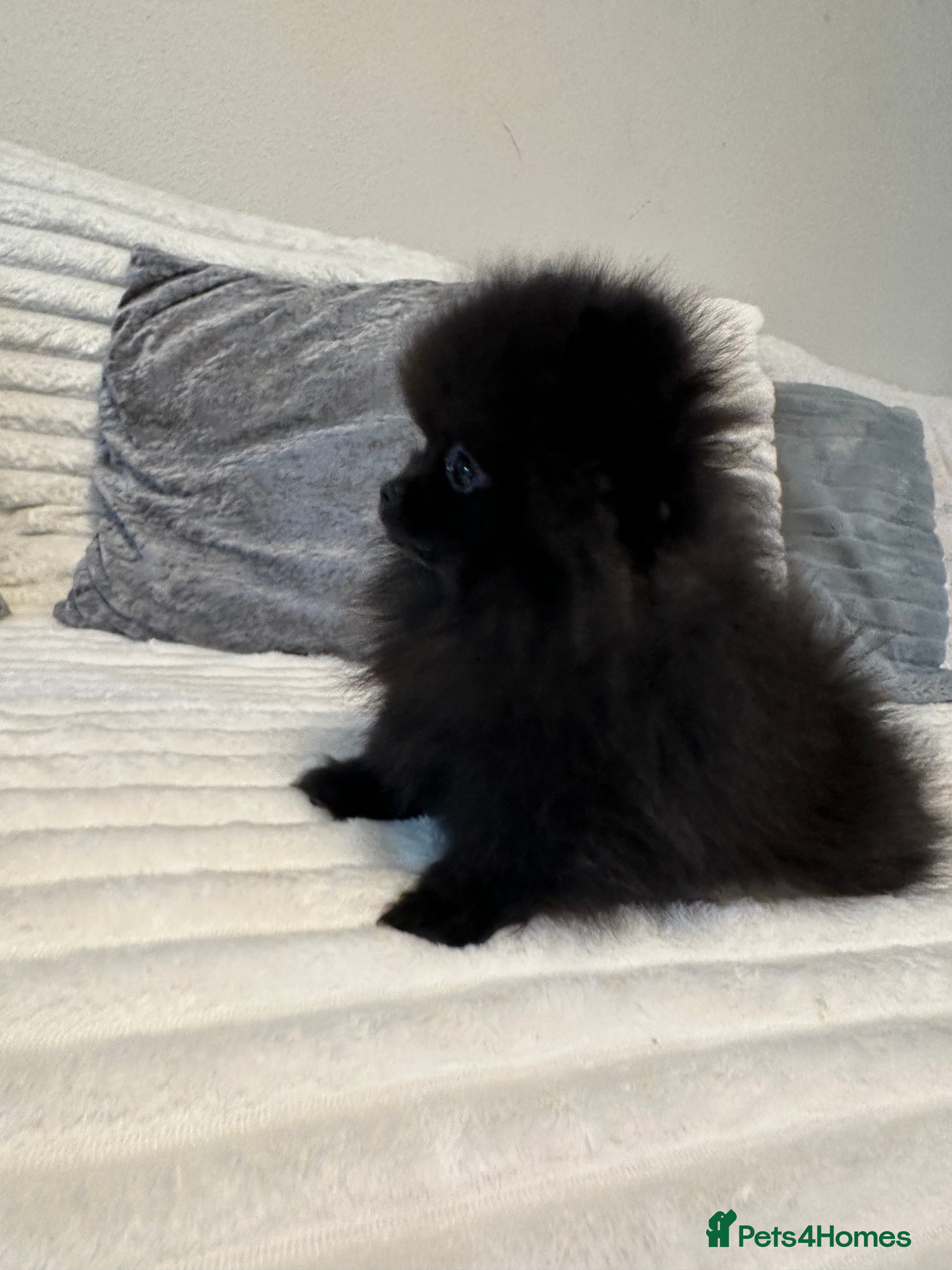 Pomeranian dogs Beautiful Pomeranian puppies  - Advert 2