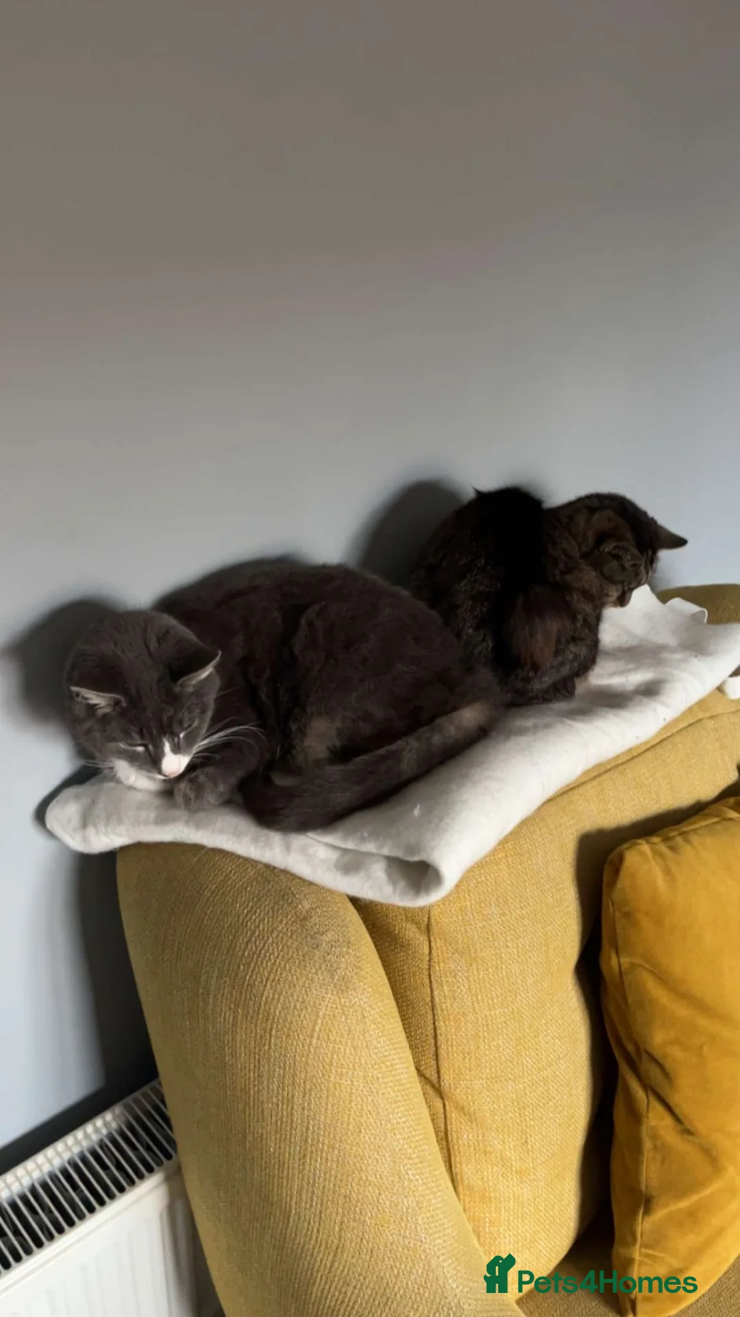 Mixed Breed cats for sale: Elderly cats  in Newark - Advert 1