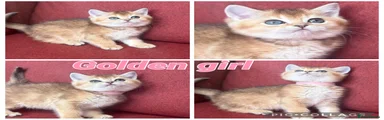 Gold girl (pink collar)