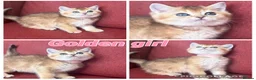 British Shorthair cats for sale: Gorgeous Golden GCCF British shorthairs - Advert 6
