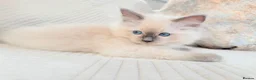 Ragdoll cats for sale: 3 male kittens  - Advert 15