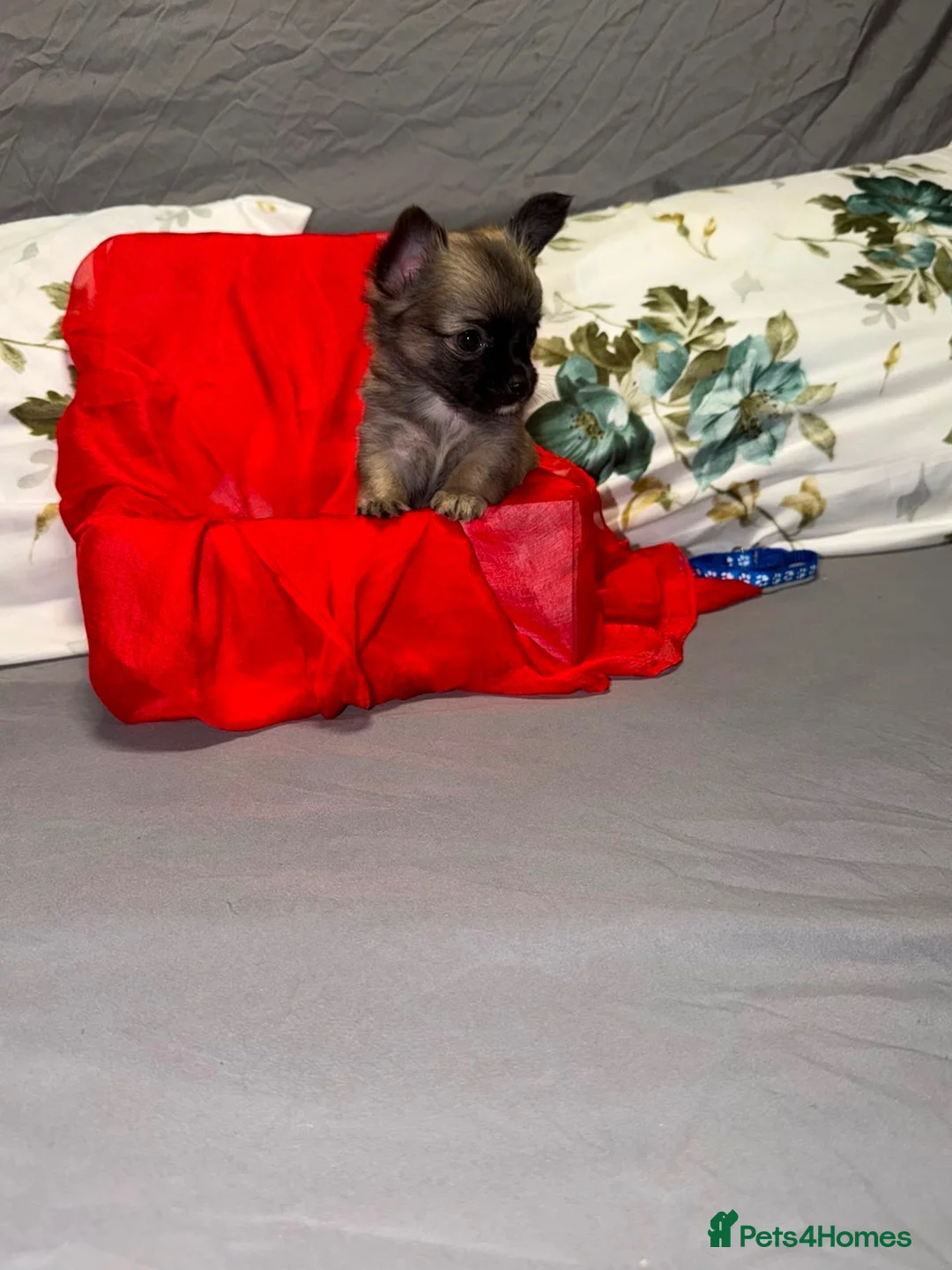 Chihuahua dogs for sale: Tiny chihuahua puppies  - Advert 10