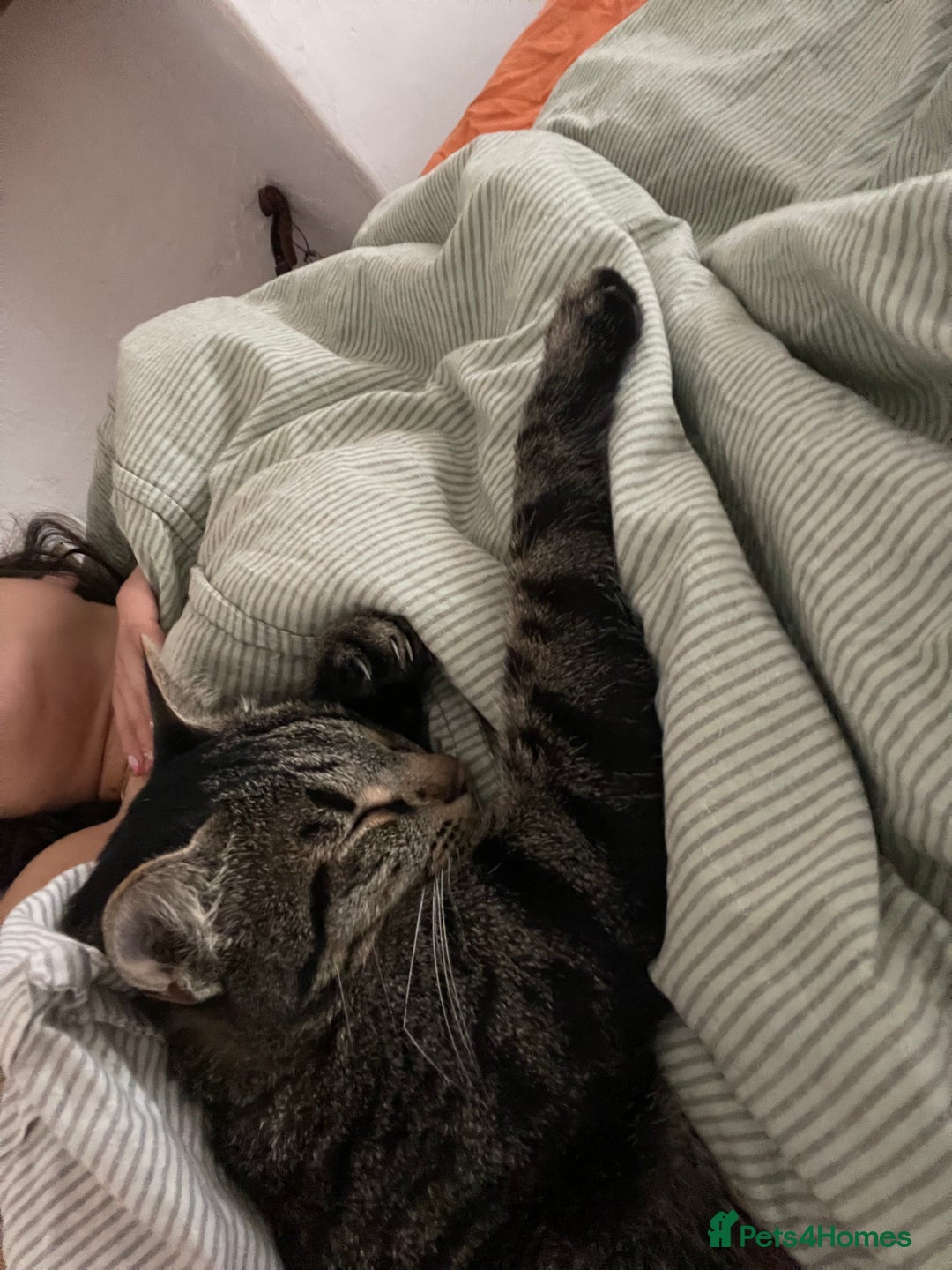 Domestic Shorthair cats for sale: Inigo and Daisy - Advert 11