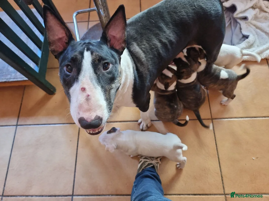 Bull Terrier dogs for sale: Bullterrier pups  - Advert 9