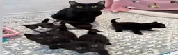Mixed Breed cats for sale: One extremely lovable boy  - Advert 1