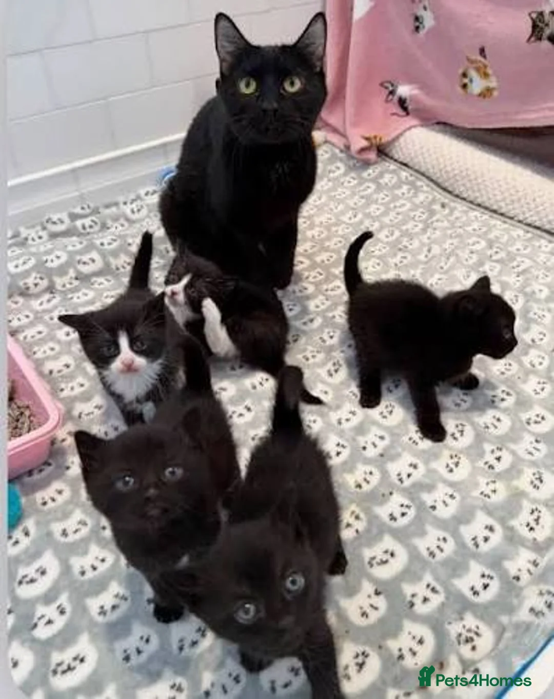 Mixed Breed cats for sale: One extremely lovable boy  - Advert 1
