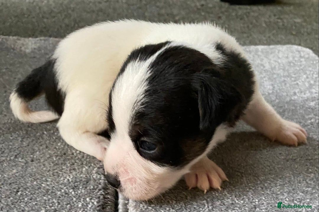 Jack Russell dogs for sale: 6 Jack Russell Puppies  - Advert 23