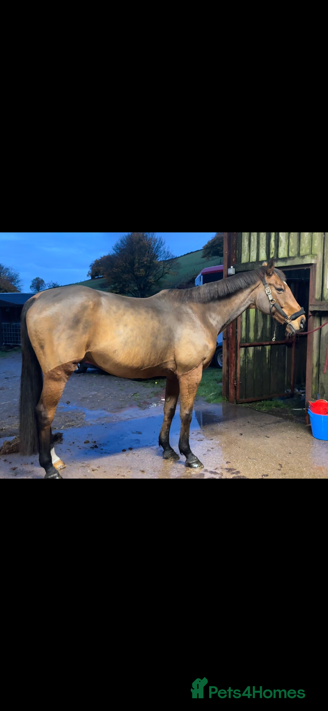 Irish Thoroughbred horses for sale: Arch captain  - Image 1