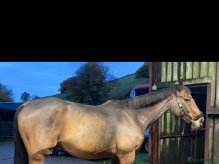 Irish Thoroughbred horses - Advert 17