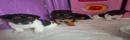 Jack Russell dogs for sale: Jack Russell pups - Advert 3