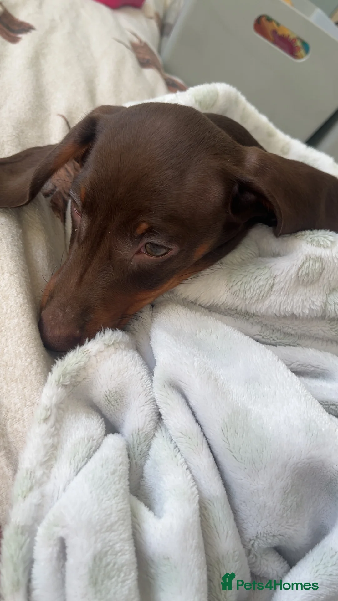 Miniature Dachshund dogs for sale: 15 weeks old dachshund chocolate& tan male  - Advert 3