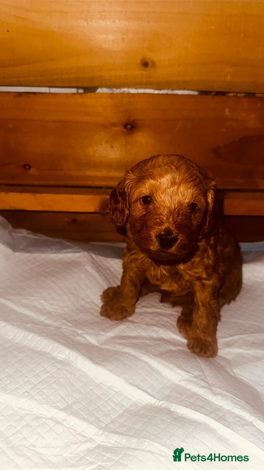 Labradoodle dogs for sale: F2bs labradoodle puppies  - Advert 19