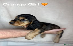 Cocker Spaniel dogs for sale: Beautiful show and working cockers - Image 17