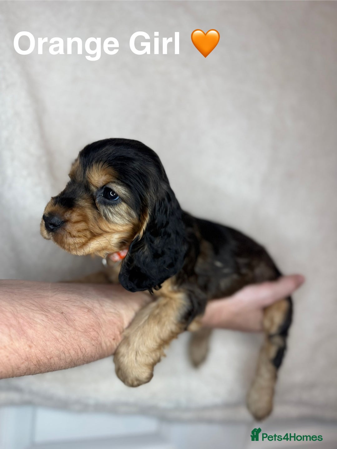 Cocker Spaniel dogs for sale: Beautiful show and working cockers - Image 17