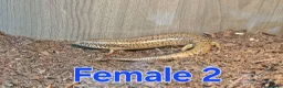 Skink reptiles for sale: Group of Three Oscellated Skinks - Advert 3