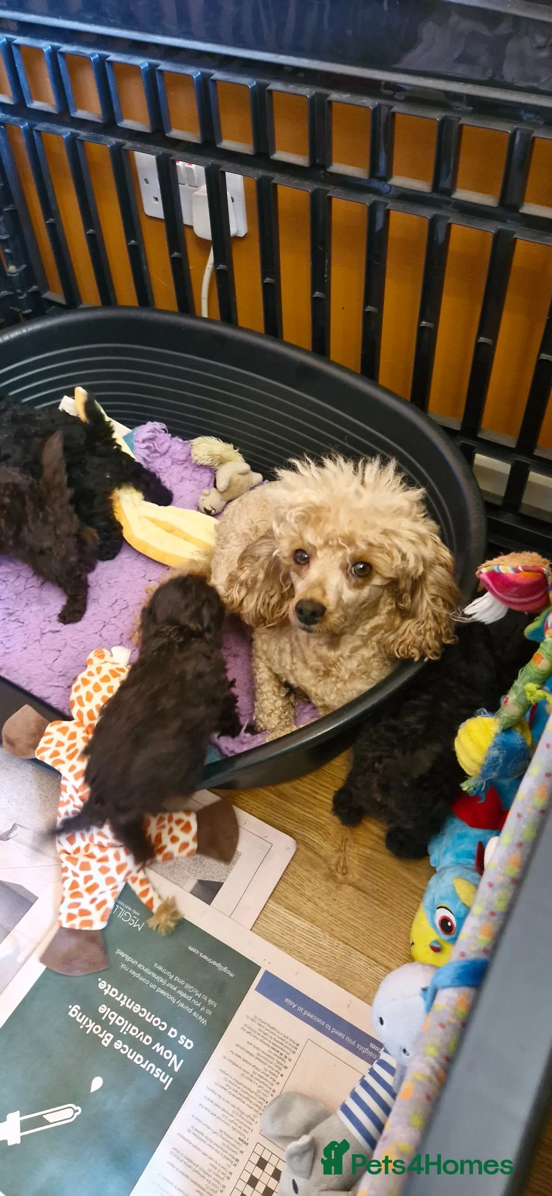 Toy Poodle dogs for sale: Gorgeous toy poodle pupps.health tested parents  - Advert 2