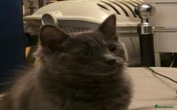 Mixed Breed cats for sale: Blue semi long hair - Image 1