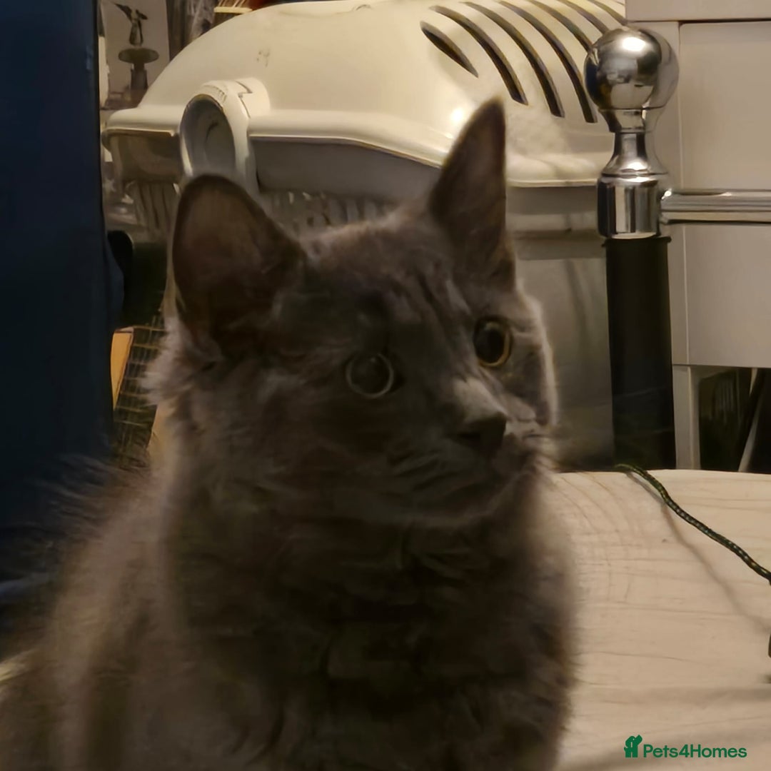 Mixed Breed cats for sale: Blue semi long hair - Image 1