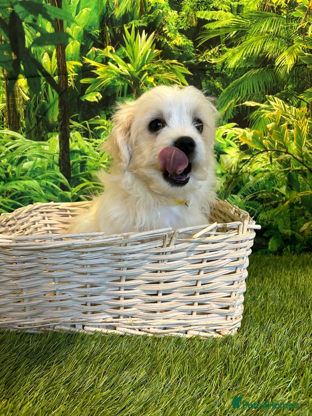 Maltese dogs for sale: Bichon Maltese looking for a new home - Advert 5