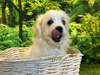 Maltese dogs Bichon Maltese looking for a new home - Advert 8