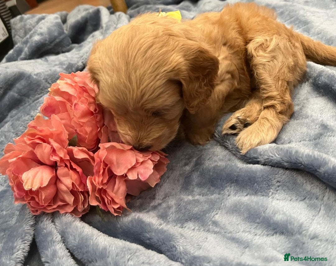 Cockapoo dogs for sale: Beautiful litter of cockapoos - Image 25
