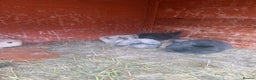 Dwarf Lop rabbits for sale: Dwalf lop babies for sale  - Advert 7