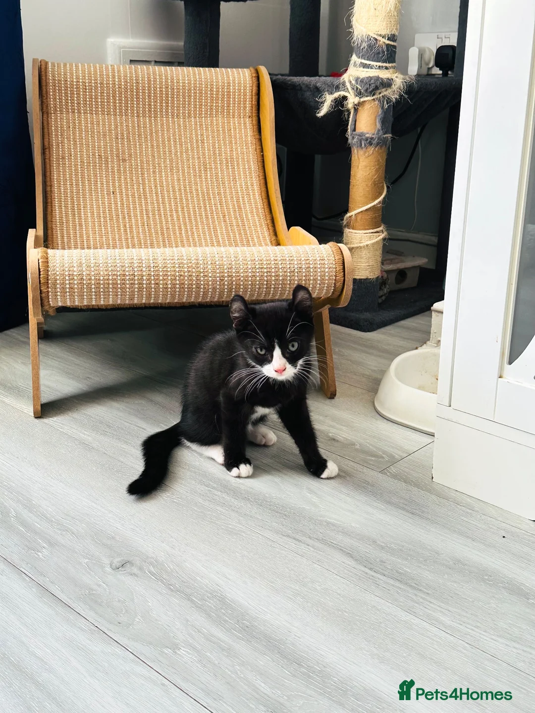 Mixed Breed cats for sale: Black & White Tuxedo Male Kitten  - Advert 2