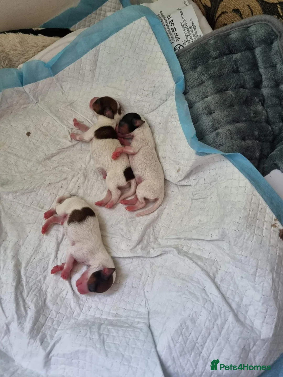 Jack Russell dogs for stud: Handsome Jack Russel boy for Stud in Doncaster - Advert 12