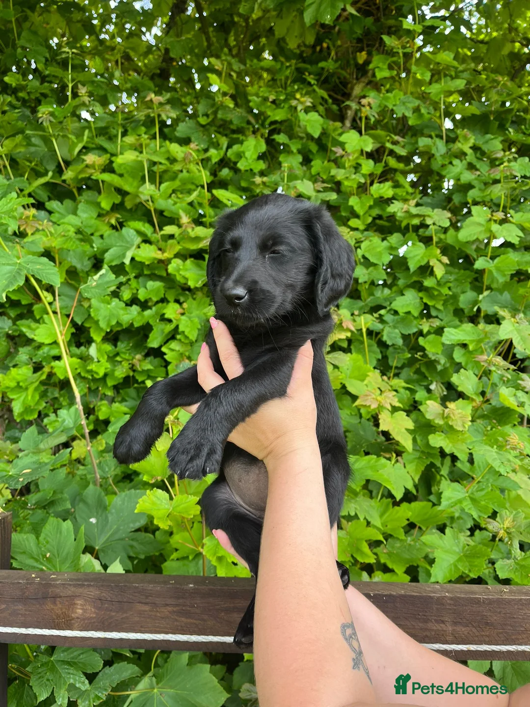 Labradoodle dogs for sale: Stunning Standard labradoodles f1   - Advert 2