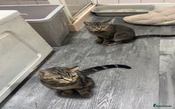 Mixed Breed cats for sale: Bengal x short hair kitten  - Image 1