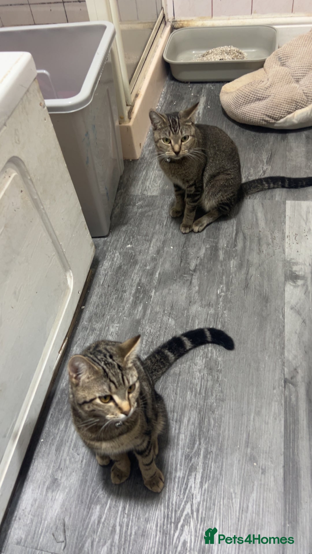 Mixed Breed cats for sale: Bengal x short hair kitten  - Image 1