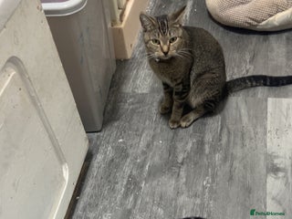 Mixed Breed cats - Advert 35