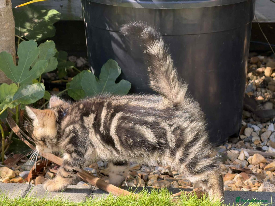 Bengal cats for sale: Bengal Cloud kittens / Maine coon - Image 8