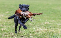 Labrador Retriever dogs for sale: KC registered black lab puppies - Image 7